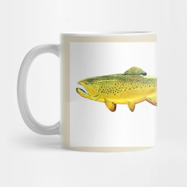 Brown trout fish by Matt Starr Fine Art